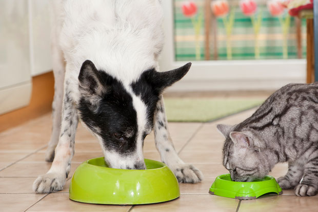 adobe stock:  Hund und Katze fressen nebeneinander, DoraZett