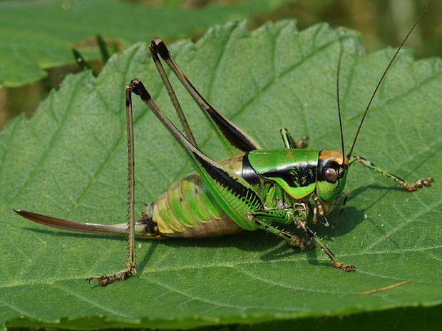 Grüne Strauchschrecke  Eupholidoptera chabrieri