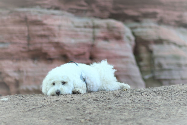 Bichon frisé Molly and Stitch Geschirr