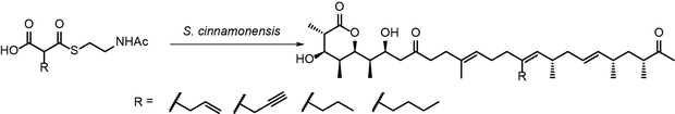 Polyketide Derivatization Extender Units Malonate Precursor directed biosynthesis mutsynthesis - Schulz Laboratory Ruhr-Universität Bochum