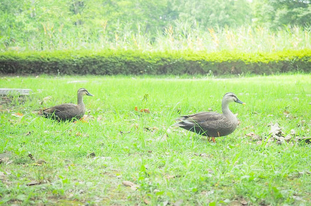 出張撮影　女性カメラマン　国営昭和記念公園　公園フォト　料金安い