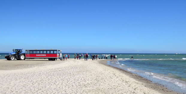 Sand, Meer und Traktorbus "Sandormen": Grenen ist zu jeder Jahrszeit ein beliebtes Ziel