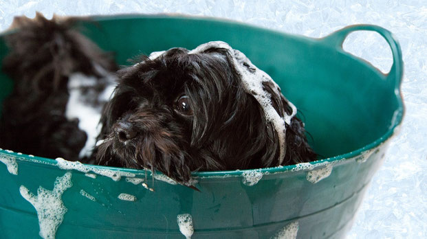 Le toilettage chez le chien