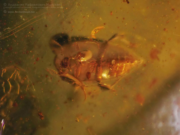 Inclusion in amber:  Coleoptera, Melandryidae