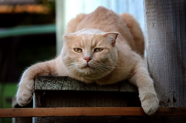 Фотографы шутят - кошки-18