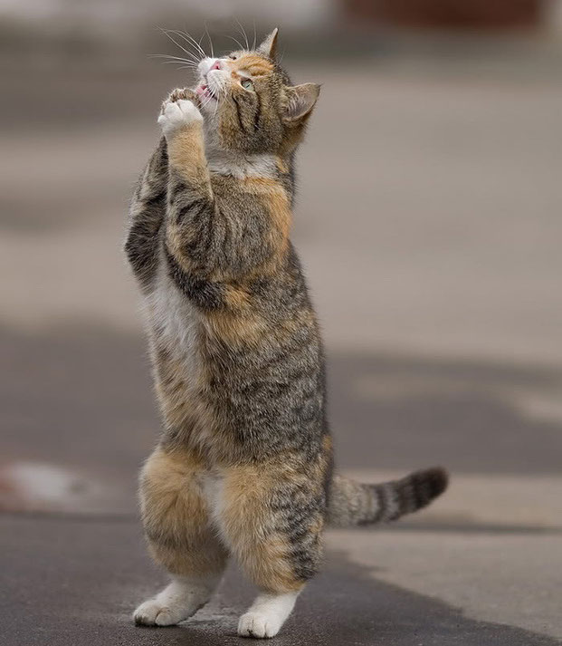 Фотографы шутят - кошки-8