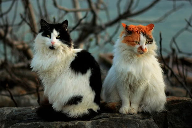 Фотографы шутят - кошки-13