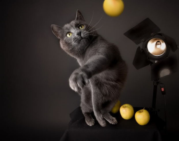 Фотографы шутят - кошки-17