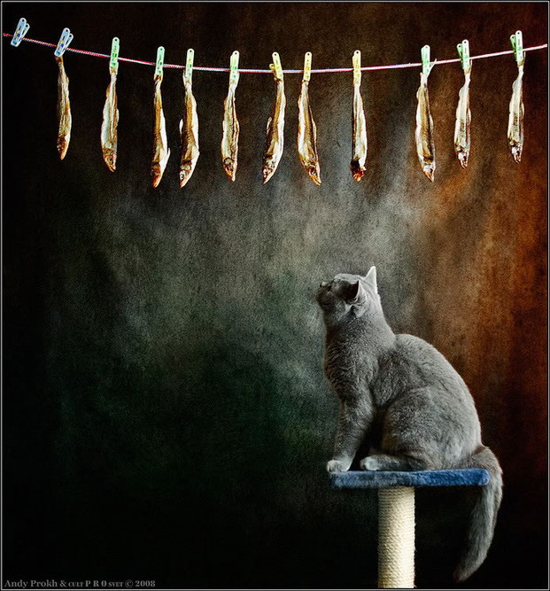 Фотографы шутят - кошки-6