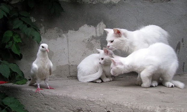 Фотографы шутят - кошки-9