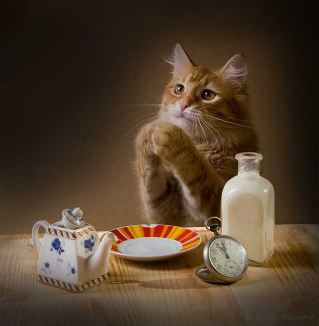Фотографы шутят - кошки-2