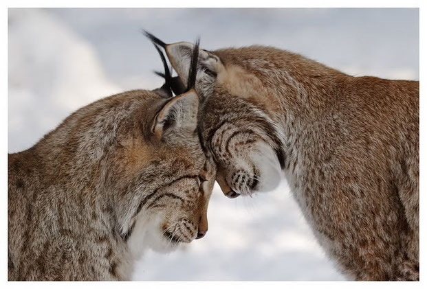 Фотографы шутят - кошки-12