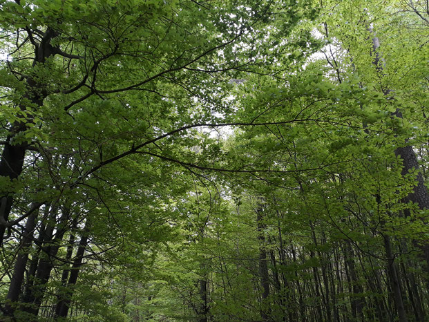 Ketterwald im Sommer