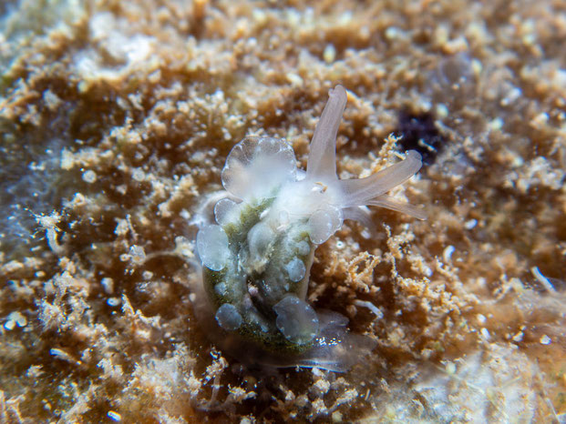 Cyerce elegans juvenile