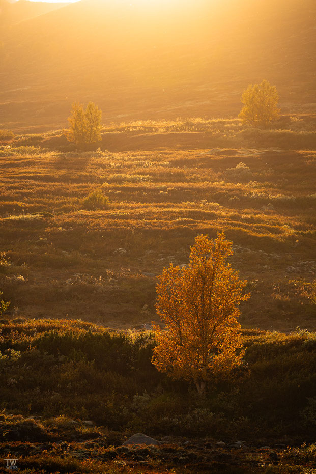 3) Im Gegenlicht genießen wir die Stimmung im Dovrefjell Nationalpark