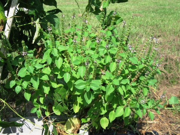 Ocimum Sanctum "Tulsi" ook wel heilige basilicum genoemd is een heel dankbare plant met een gunstige uitwerking op de algehele immuniteit, de darmen & luchtwegen.  Gebruikt als keukenkruid of voedingssupplement.