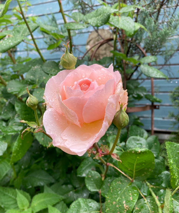 この日は雨がしとしと降っていて･･･でも、かえって水を含んだ薔薇がふっくらと  笑顔いっぱいに咲いていて、 お庭全体が光りに満ちていました。
