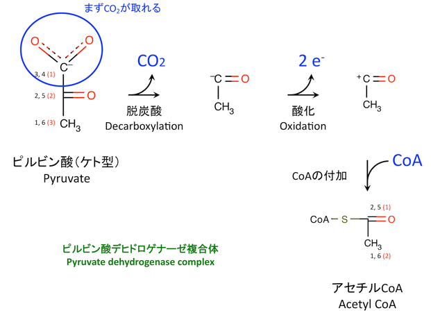 ピルビン酸 pyruvate ultrabem トップページ