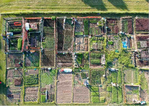 Groupes d'habitants qui se réunissent pour cultiver des fruits et légumes,  projets d'agriculture urbaine à Lyon 
