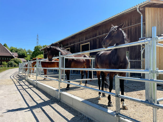 Reitstall Dorfhof, Heimiswil