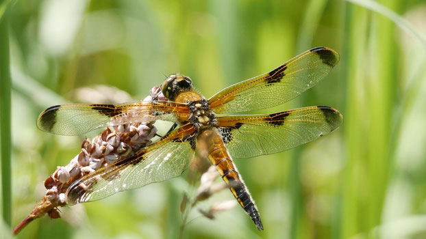Vierfleck Libelle (Foto: Harald Auth)