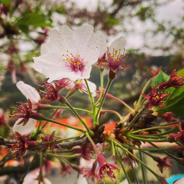 大分県産ローカルタレントが別府市の桜を鑑賞