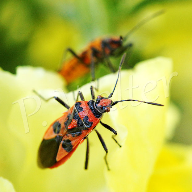 Bild: zwei Zimtwanzen, Corizus hyoscyami an den Blüten der Löwenmäulchen