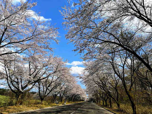 西郷村 小田倉の桜並木