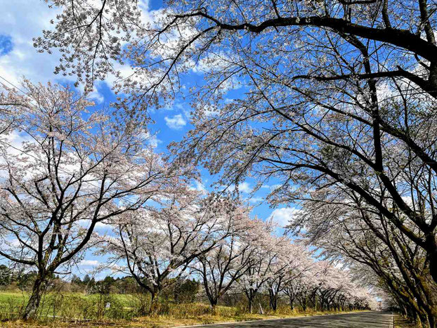 西郷村 小田倉の桜並木