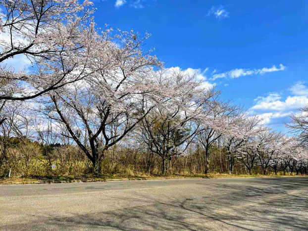 西郷村 小田倉の桜並木