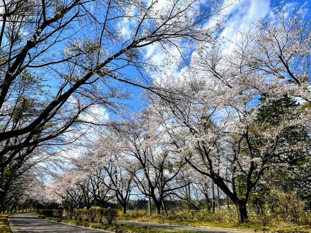 西郷村 小田倉の桜並木