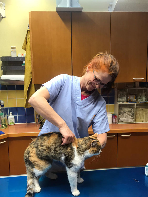 Chiropraktik und Akupunktur bei Hund, Katze, Meerschweinchen und Co ...