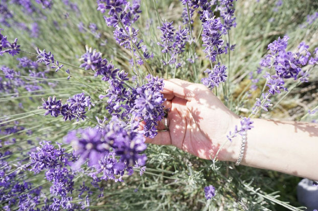 Kräuterwanderung Kräuterworkshop in Bottrop im Ruhrgebiet in NRW - Mit allen Sinnen erleben - Lavendel Achtsamkeit Ruhe Entspannung