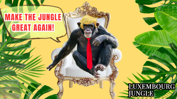 Image satirique: Un chimpanzé coiffé à la Trump, assis sur un trône. En haut à gauche, une bulle avec le texte: "Make the Jungle Great Again!". En arrière‑plan: des feuilles tropicales avec un centre jaune. En bas, à droite: logo Luxembourg Jungle.