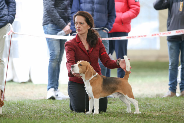 Czarnowsky, Czarnowsky-beagle, Little King Arthur, Bagio Boss Gintarine Fortuna * Lord James *, Czarnowsky , Beagle, Beagle, Beagle, Beagle, Beagle, best,  Stud dog, Beagle Star