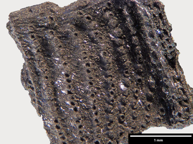 Senckenberg, Bryozoa, Bryozoen, Moostierchen, Sammlung Voigt