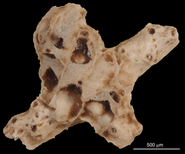 Senckenberg, Bryozoa, Bryozoen, Moostierchen, Sammlung Voigt