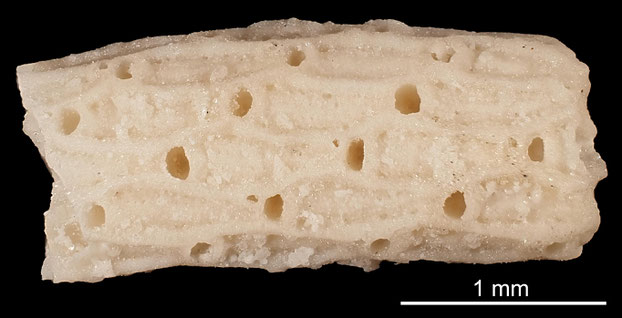 Senckenberg, Bryozoa, Bryozoen, Moostierchen, Sammlung Voigt