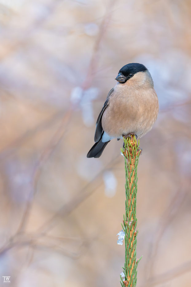 5 Das Gimpelweibchen saß sehr fotogen auf der kleinen Tanne…