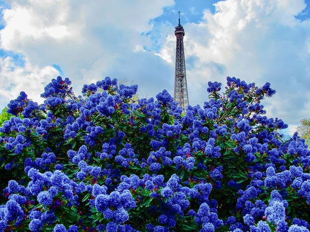 Bild: Blütenpracht im Garten unter dem Eiffelturm