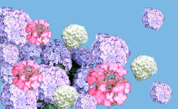 あじさいも優雅でいいよね・:*:・(*´∀`*)ウットリ・:*:・