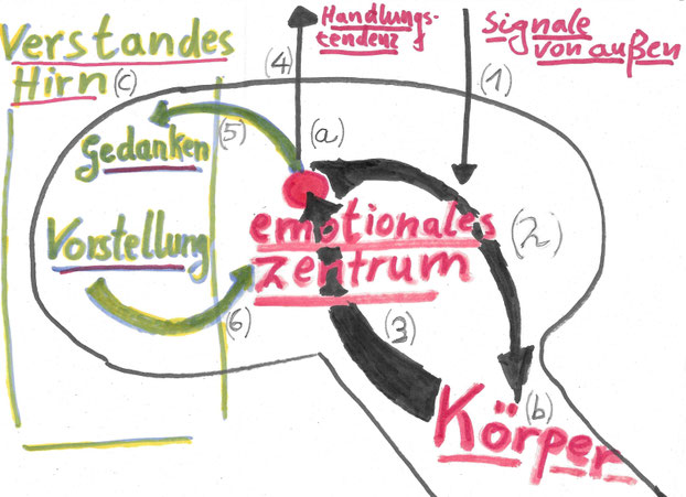 Aufschaukelung bei Alarm via das emotionale Zentrum produziert bei Fehlalarm (in Momenten, in denen es nicht ums aktute Überleben geht) oft psychisches Leiden.