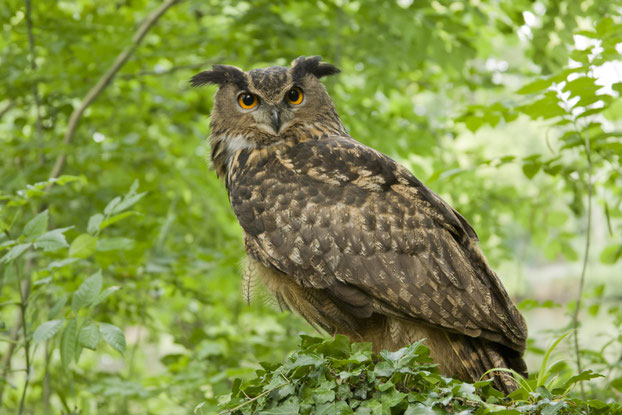 Uhu (Foto: Rosl Roessner, LBV Bildarchiv)