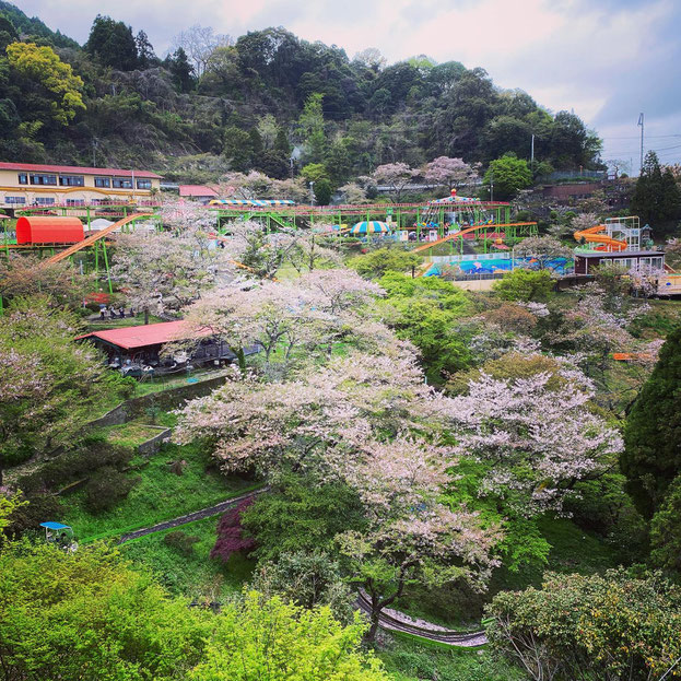 大分県産ローカルタレントが別府市の桜を鑑賞