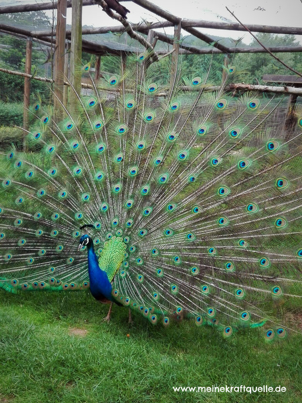 Gartenzeit, Holunderschwestern, Ausflug mit Kindern, Ofengemüse im Sommer, Kraftquelle, Pfau mit Federkleid