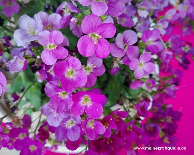 Gartenzeit, Holunderschwestern, Ausflug mit Kindern, Ofengemüse im Sommer, Kraftquelle, Blumen in violett