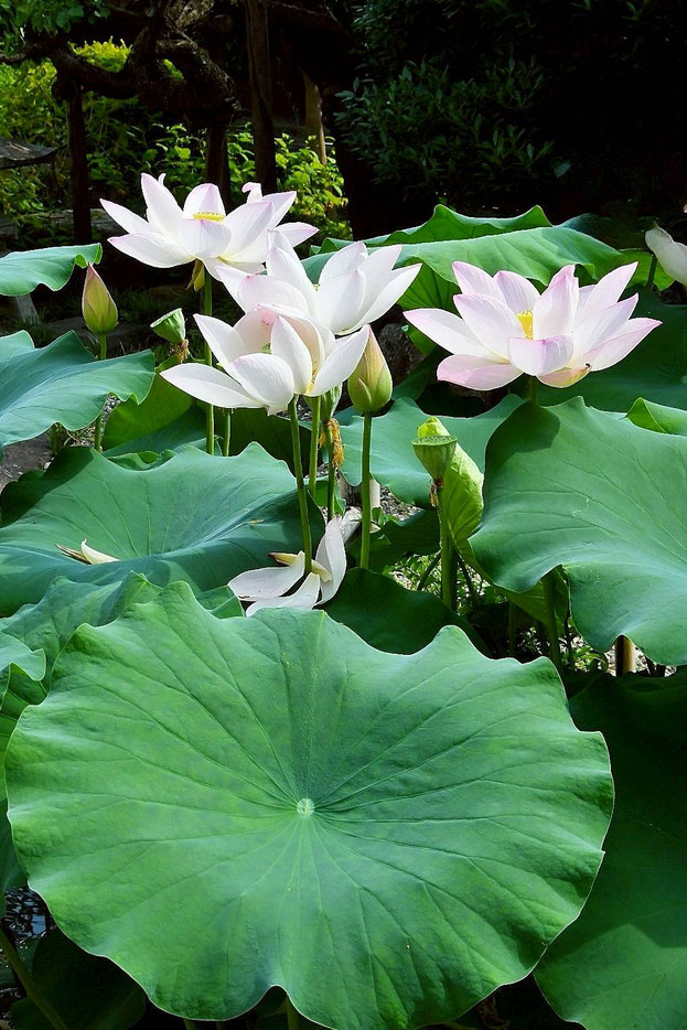 秦野・今泉名水桜公園