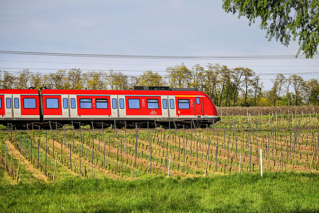 bahn-zwischen-weinreben