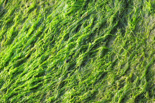 beneficios del alga spirulina, que es la spirulina, la mejor spirulina, opinion spirulina, spirulina salud, spirulina bajar de peso