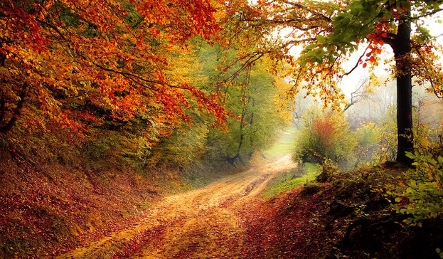 Herbst, Strasse, Bunt, Nebel, Weg, Wald, Blätter